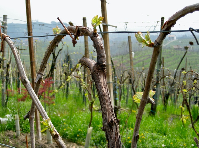Prosecco di Valdobbiadene, Santa Eurosia